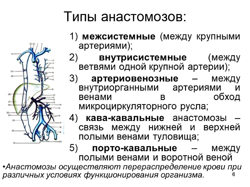 6 Типы анастомозов: 1) межсистемные (между крупными артериями); 2) внутрисистемные (между ветвями одной крупной